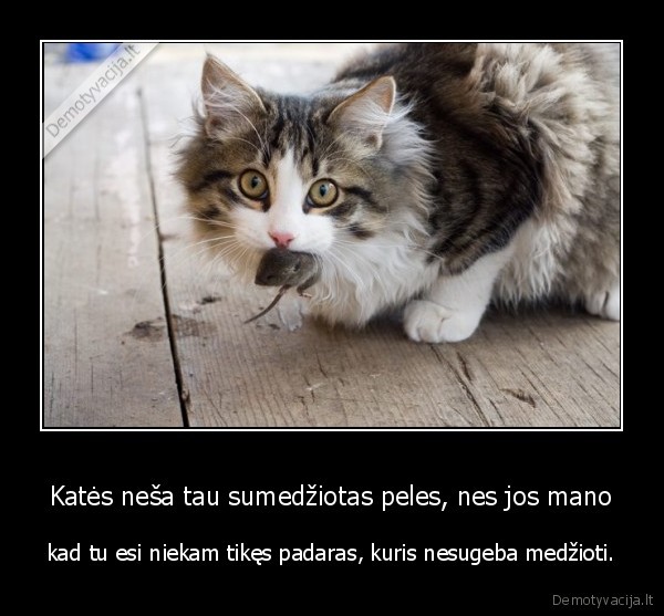 dienos, faktas,idomus, faktas