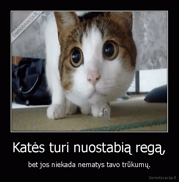 kate,katinas,yda
