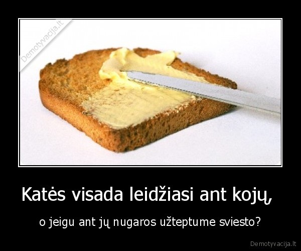 Katės visada leidžiasi ant kojų, 