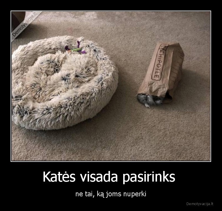 kates,augintiniai,katinai,gyvunai