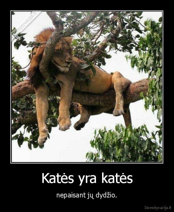 kate,katinas,liutas