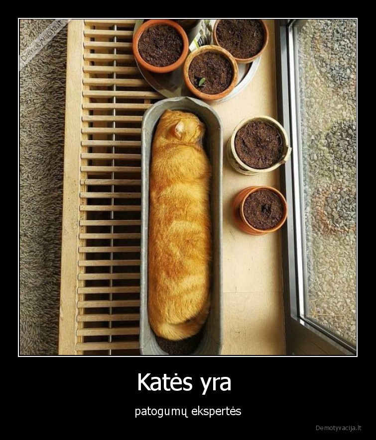 patogumu,ekspertes,kates,katinai,augintiniai,gyvunai