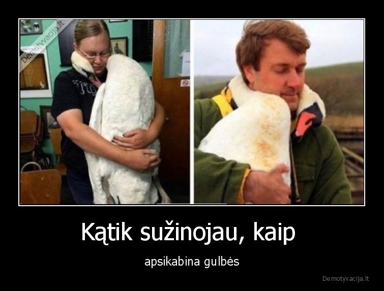 gulbe,apsikabina