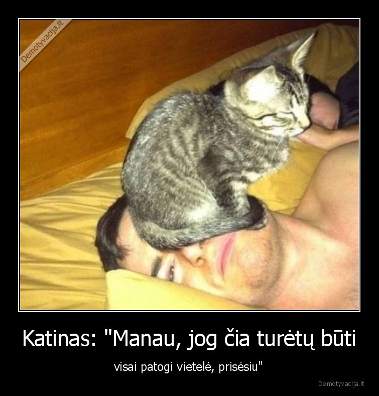 katinai,gyvunai,augintiniai,kates