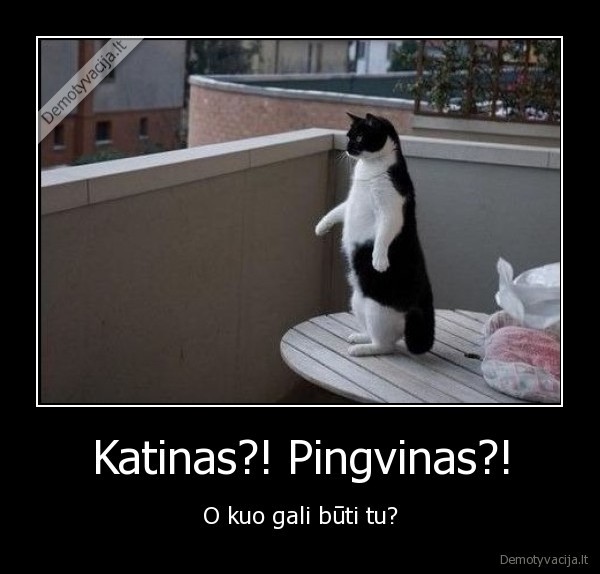 katinas,pingvinas,kuo, gali, buti, tu,juoda,balta,frakas