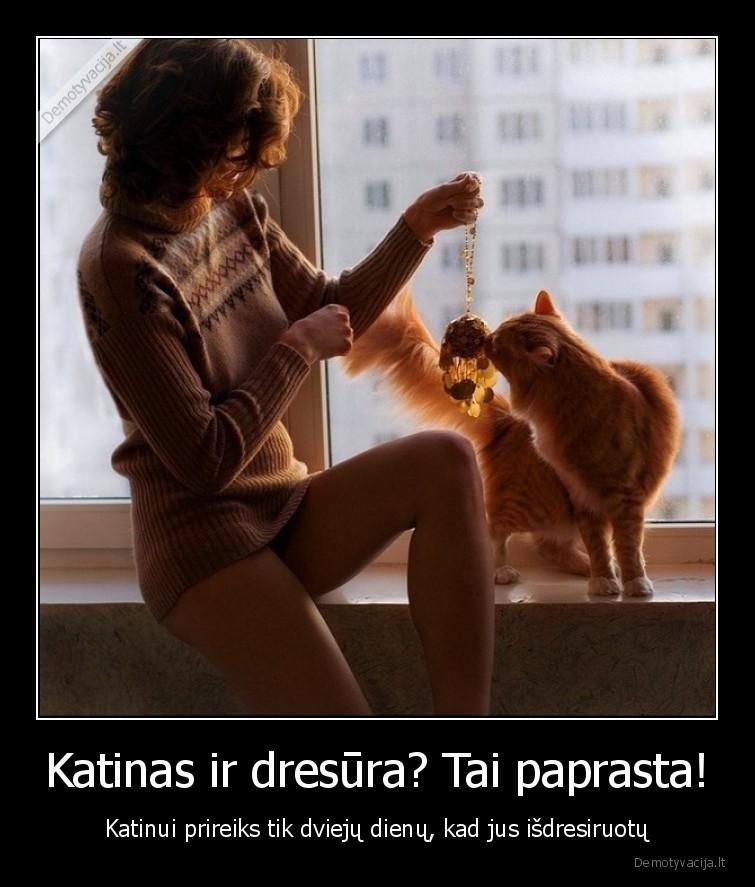 katinas,dresura,dresuoti