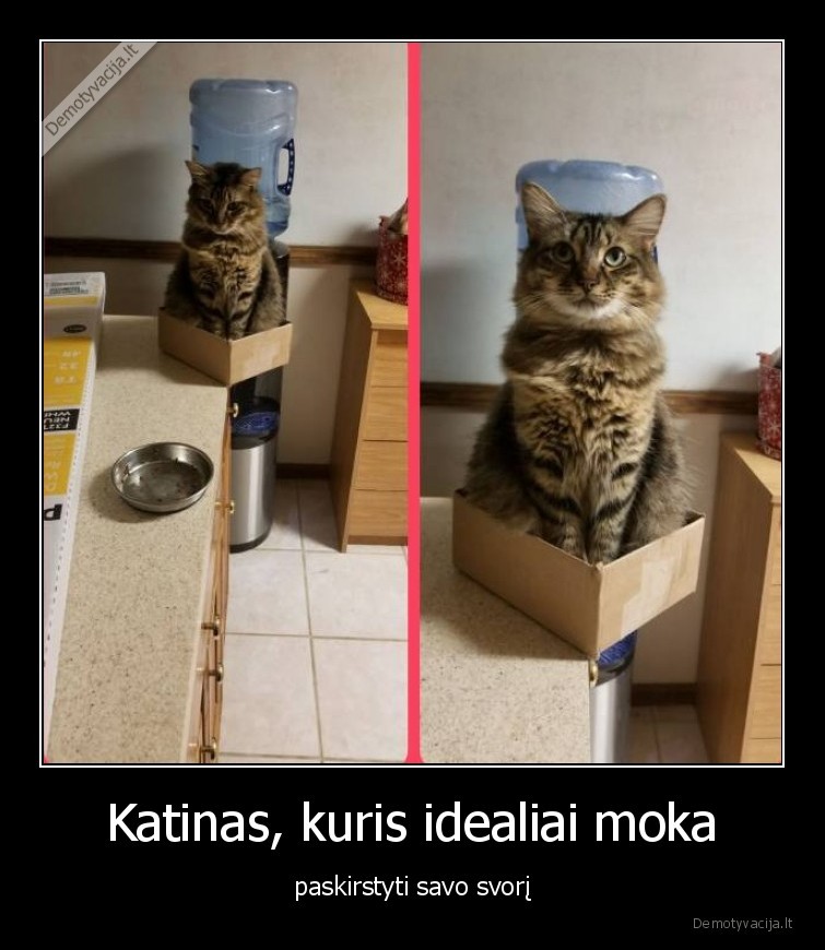 kates,katinai,gyvunai,deze,svoris