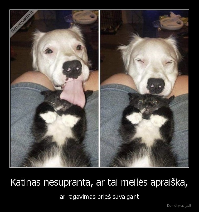 katinas,suo