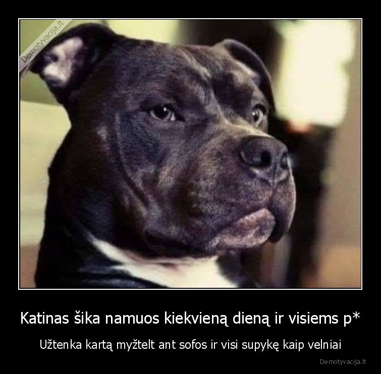 suo,katinas,lygybe