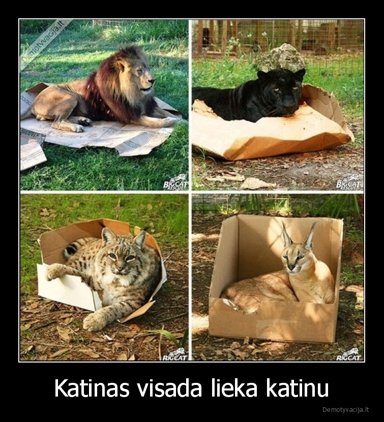 katinai,deze