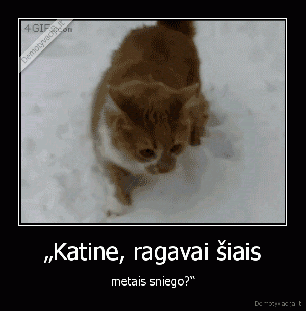 mielas, katinas,mielas, suo,suo, ir, katinas,sniegas
