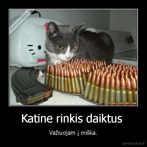 katinas, kulkos, miskas