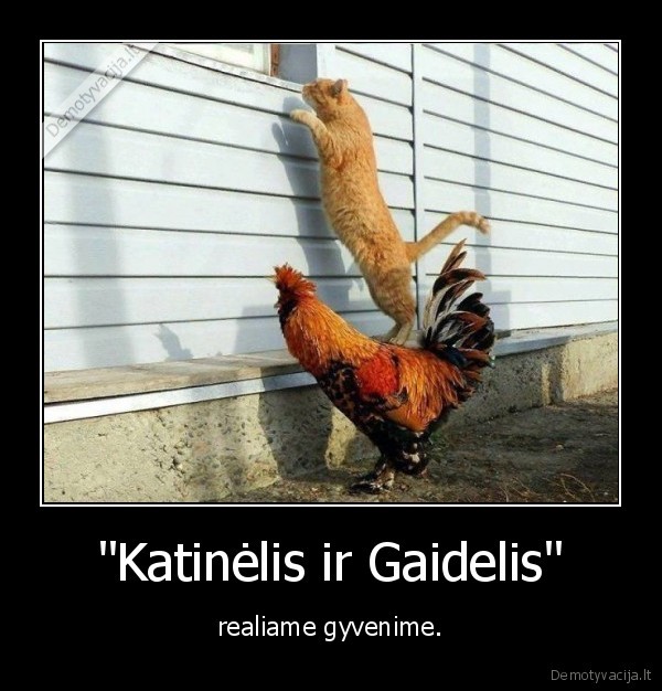 katinelis,gaidelis,gaidys,kate,katinas