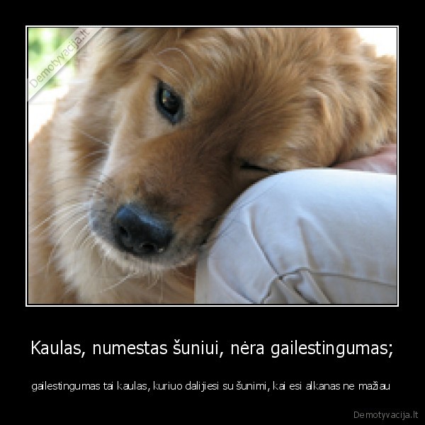 Kaulas, numestas šuniui, nėra gailestingumas;