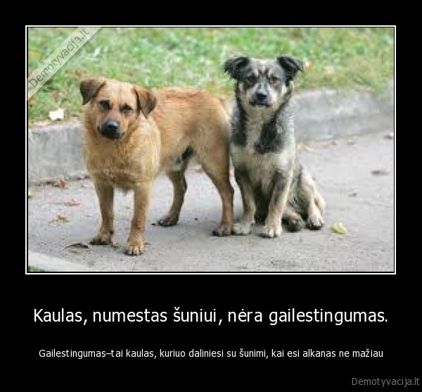 Kaulas, numestas šuniui, nėra gailestingumas.
