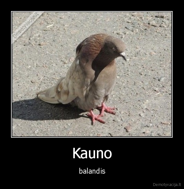 balandis,marozas