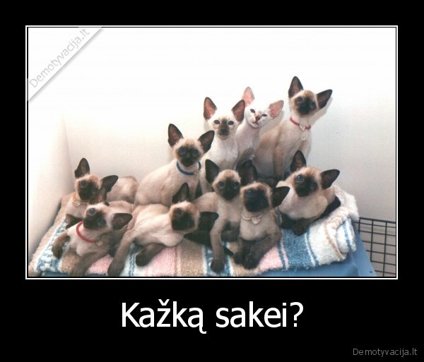 Kažką sakei?