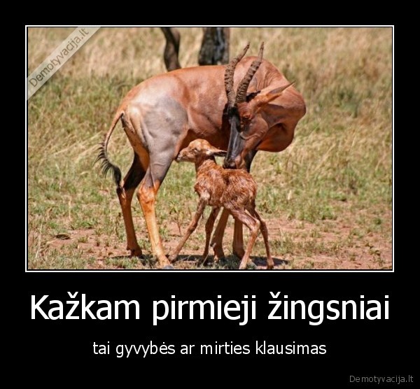 antilope,jauniklis