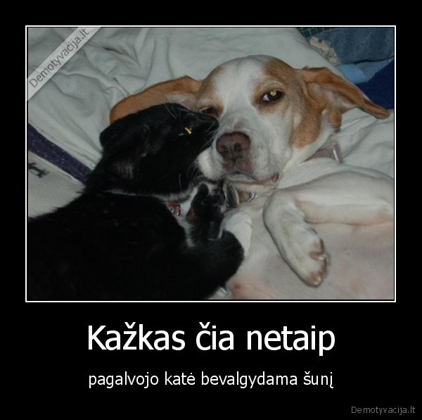 kate,suo,smurtas,seksas