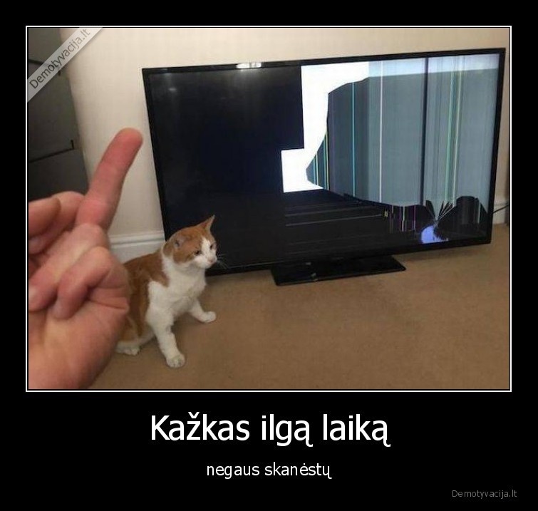kate,katinas,televizorius,skanestai