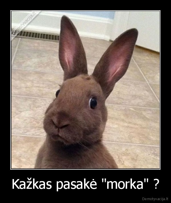 Kažkas pasakė &quot;morka&quot; ?
