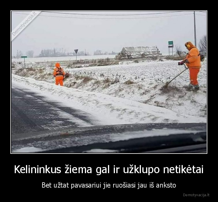 pjauna, zole, ziema
