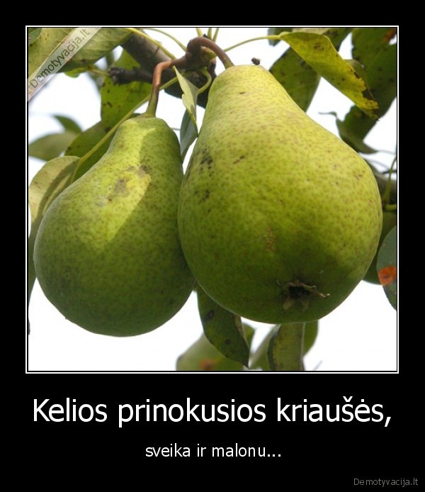 krutis,forma,kriauses