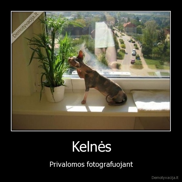 Kelnės