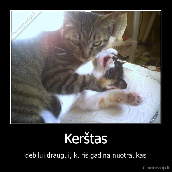 debilas,draugas,katinas,mirtis
