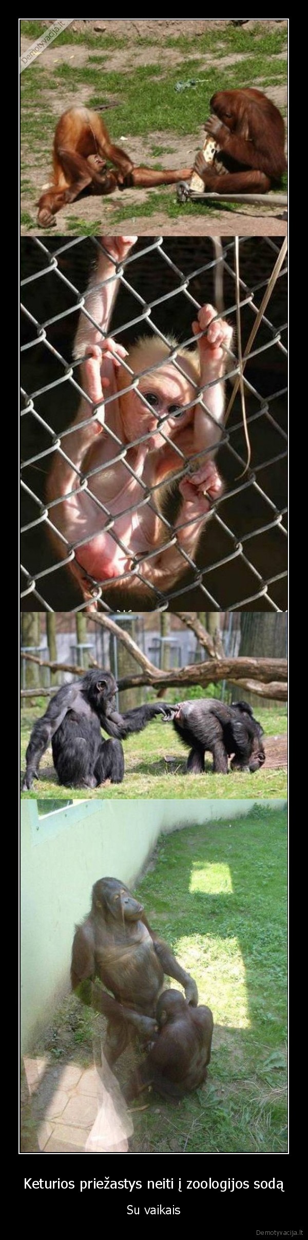 little, monkey