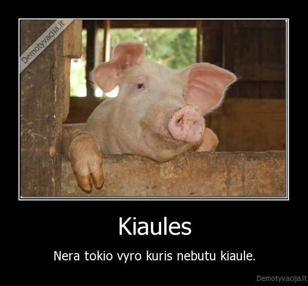 Kiaules
