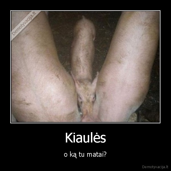 kiaules,varpa,trys