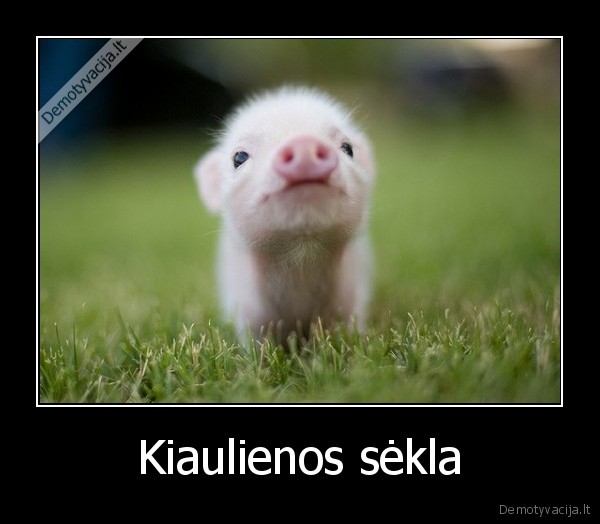 Kiaulienos sėkla
