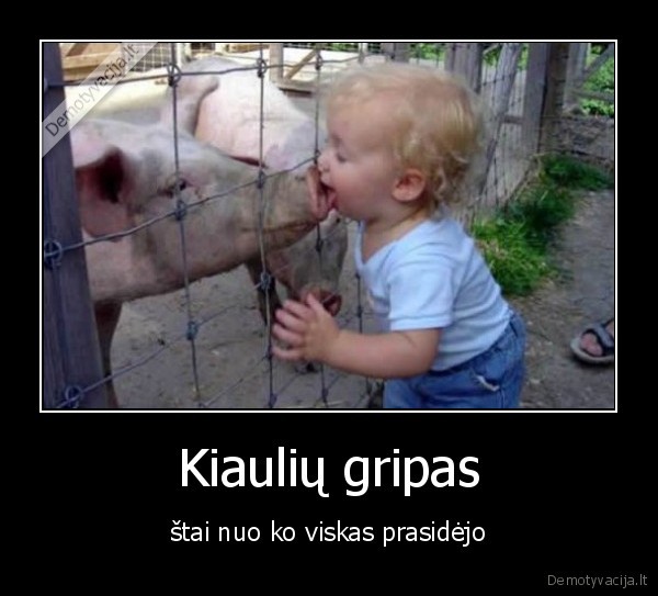 kiauliu,gripas