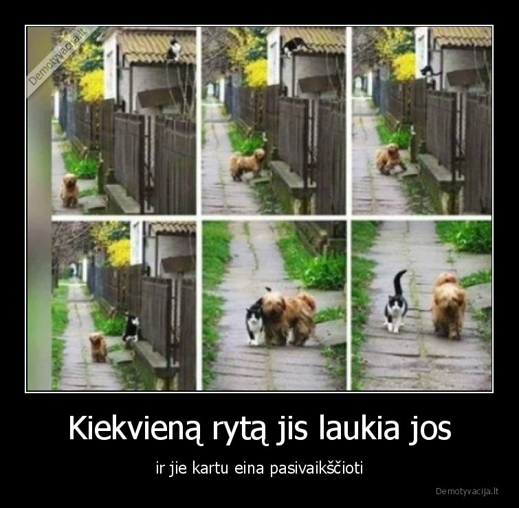 kate,suo,grazu