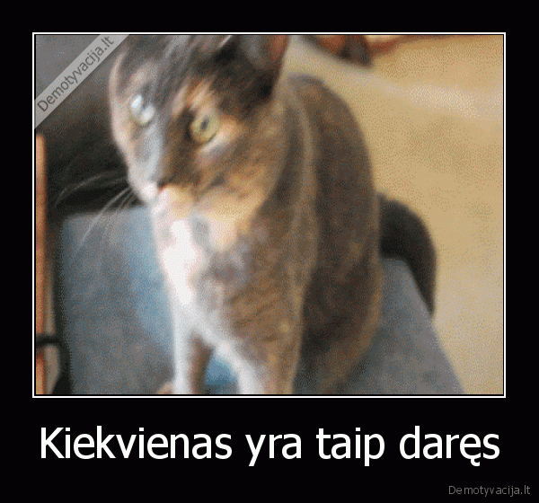 katinas, ziovauja,ziovaujantis, katinas
