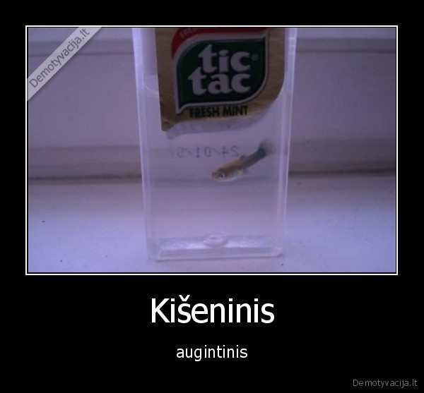zuvyte,kisene,tic, tac