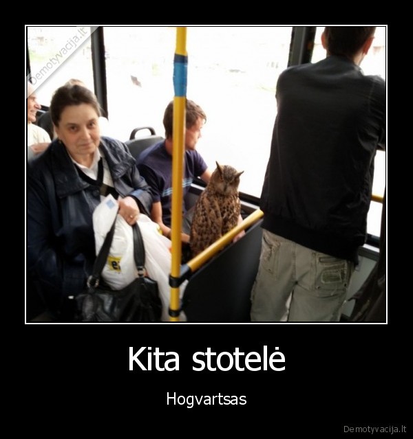 hogvartsas,haris, poteris,peleda, autobuse