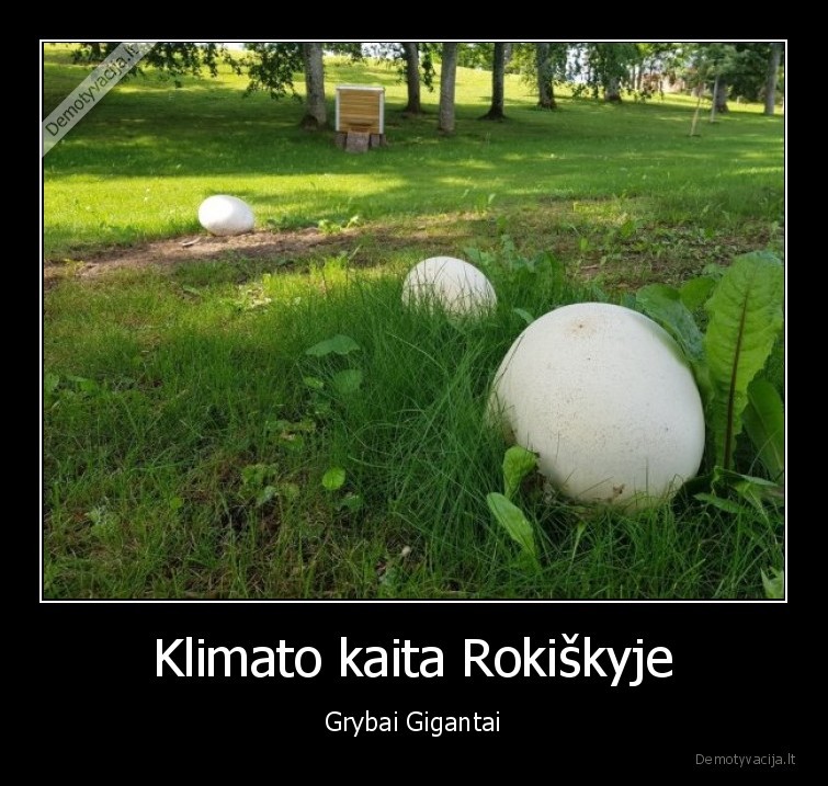 grybai,rokiskis,kaita
