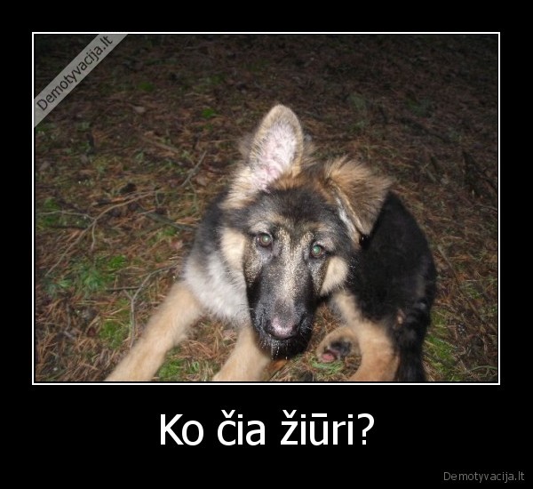 Ko čia žiūri?