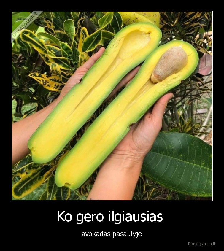avokadas,ilgas,wow
