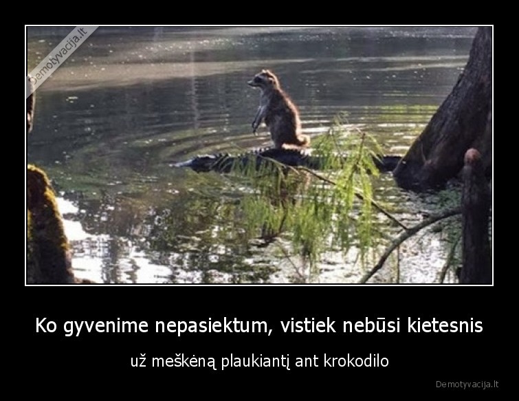 krokodilas,meskenas,kietas,pasiekimai