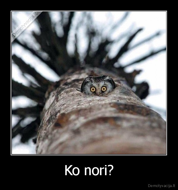 Ko nori?