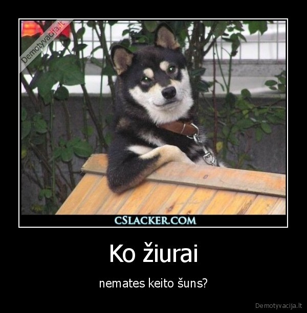 Ko žiurai