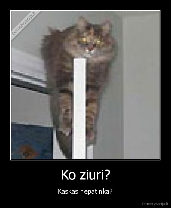 Ko ziuri?