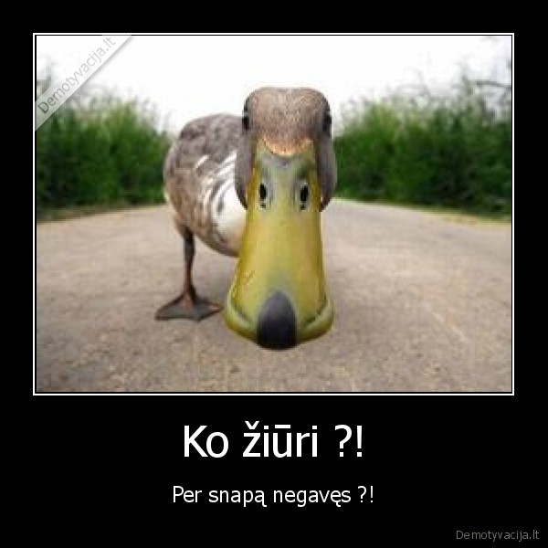 Ko žiūri ?!
