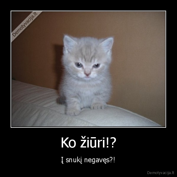 Ko žiūri!?