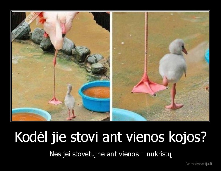 flamingo,koja,stovi