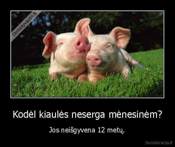 kiaules