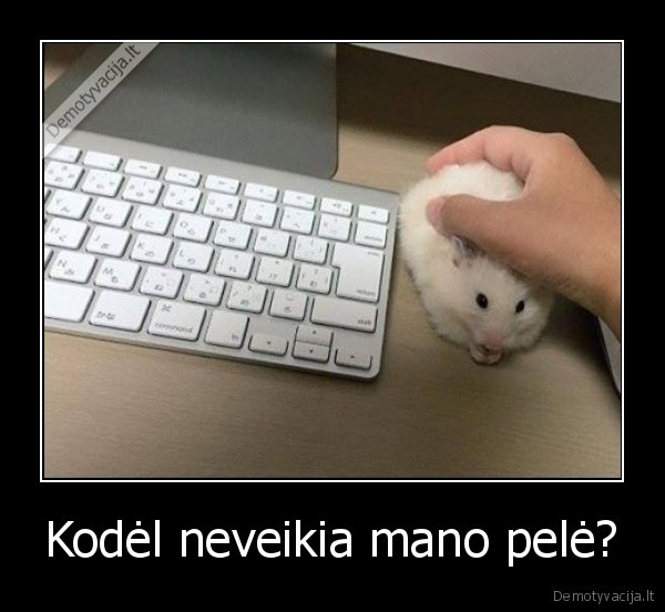 pelle,neveikia,grauzikas,kompiuteris